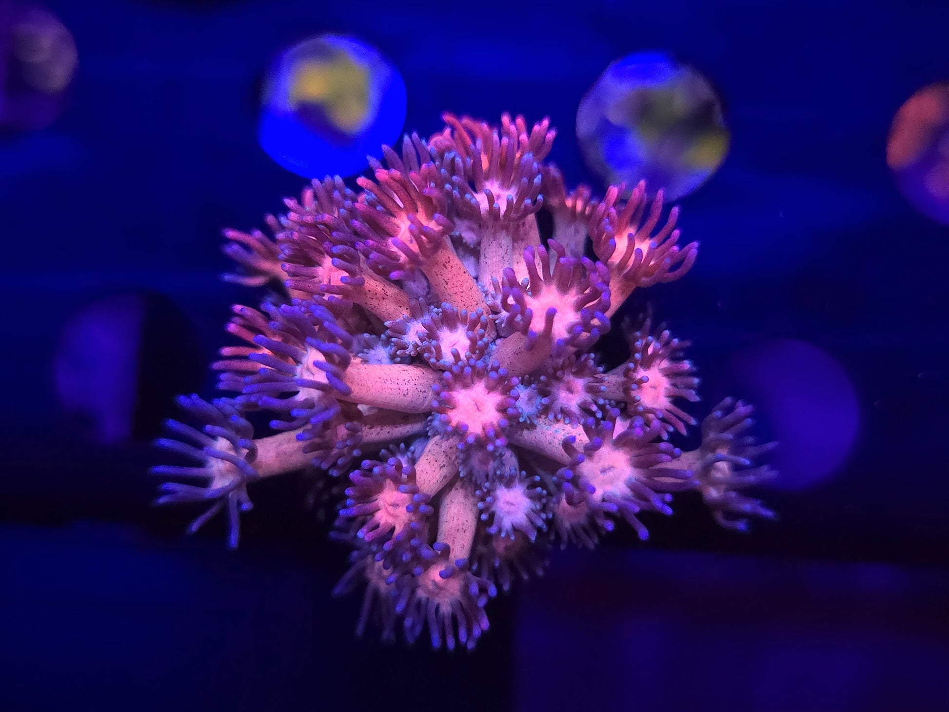 BCR Pink Smoke Goni Frag WYSIWYG