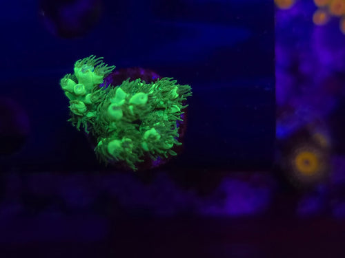 Aussie Highlighter Acropora WYSIWYG