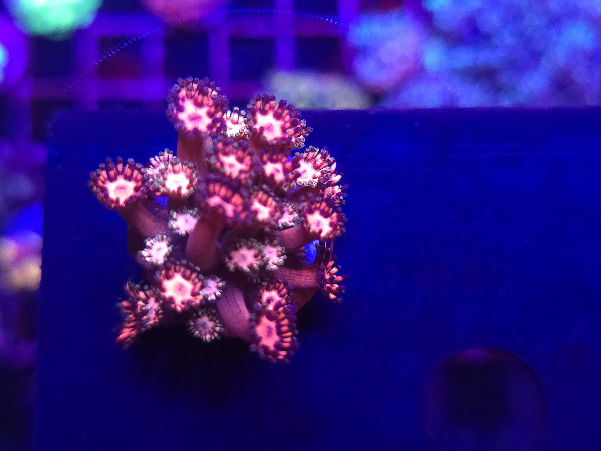 TSA Afterburner Goni Frag WYSIWYG