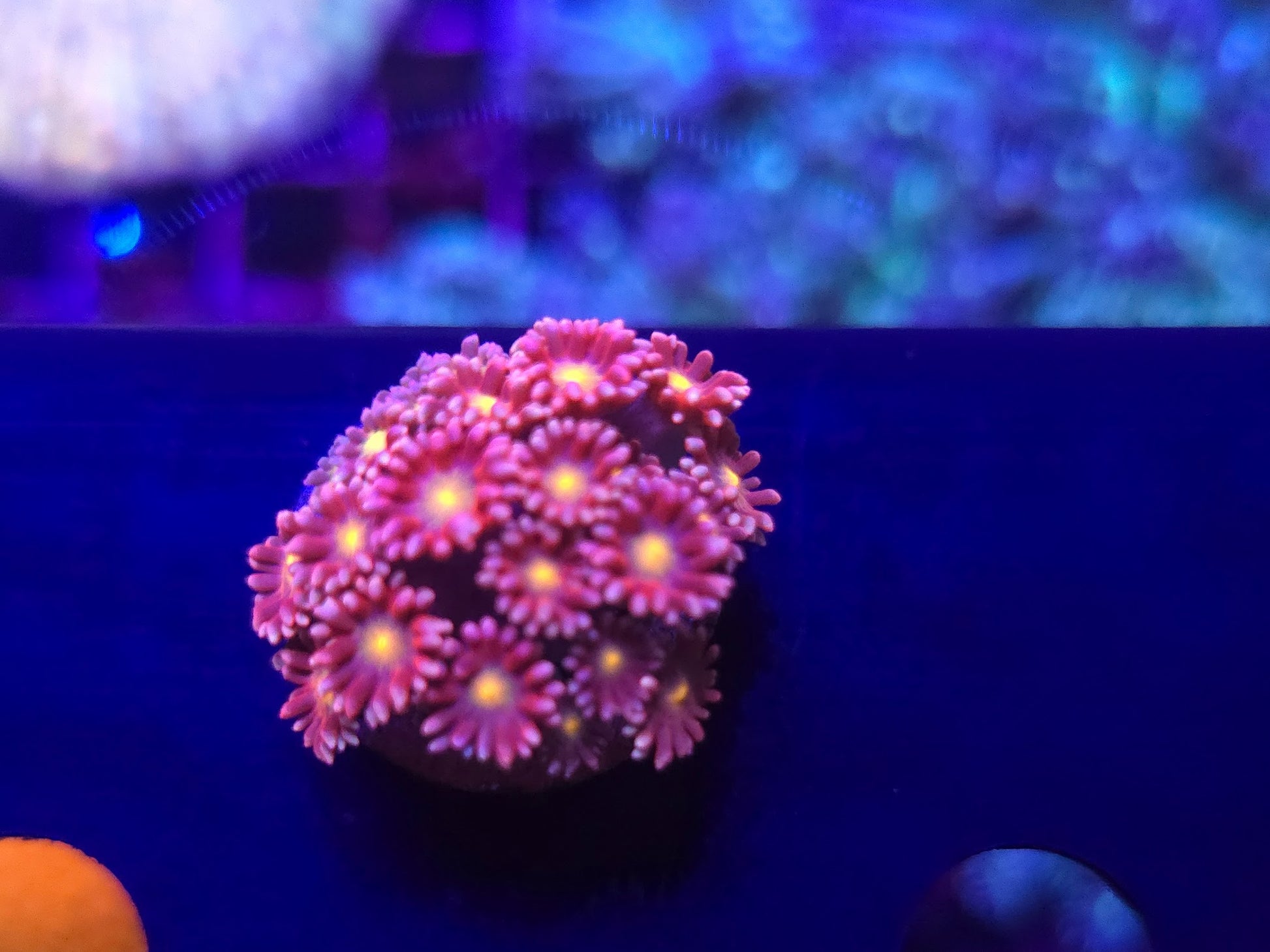 BCR Pink Sunrise Goni Frag WYSIWYG
