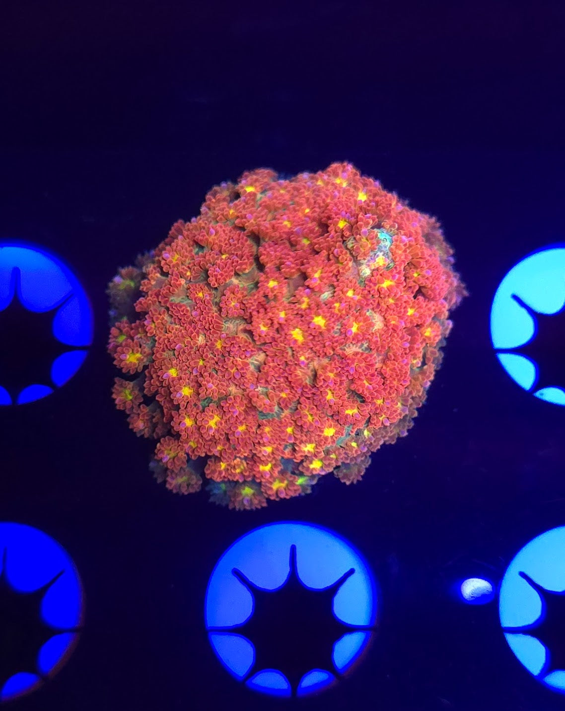 JF Kaleidascope Goni Frag WYSIWYG