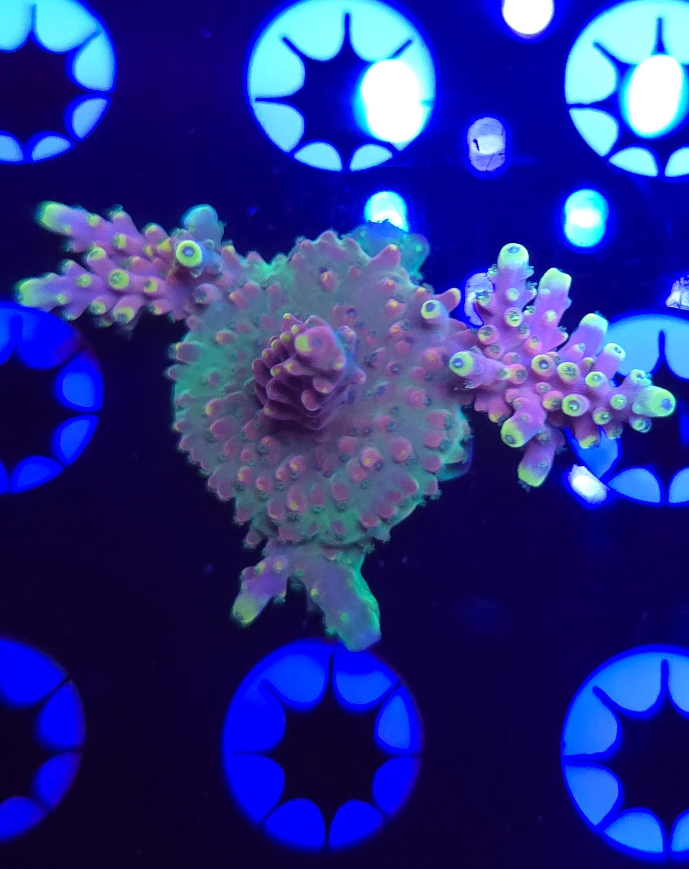 CB Bubblebath Unicorn Acro WYSIWYG