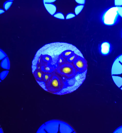 AOI Colony Zoa Frag WYSIWYG