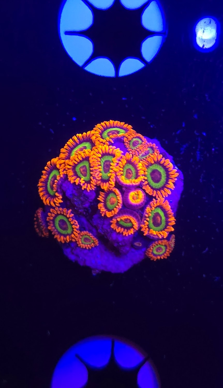 JF Vegas Strip Colony Zoa Frag WYSIWYG