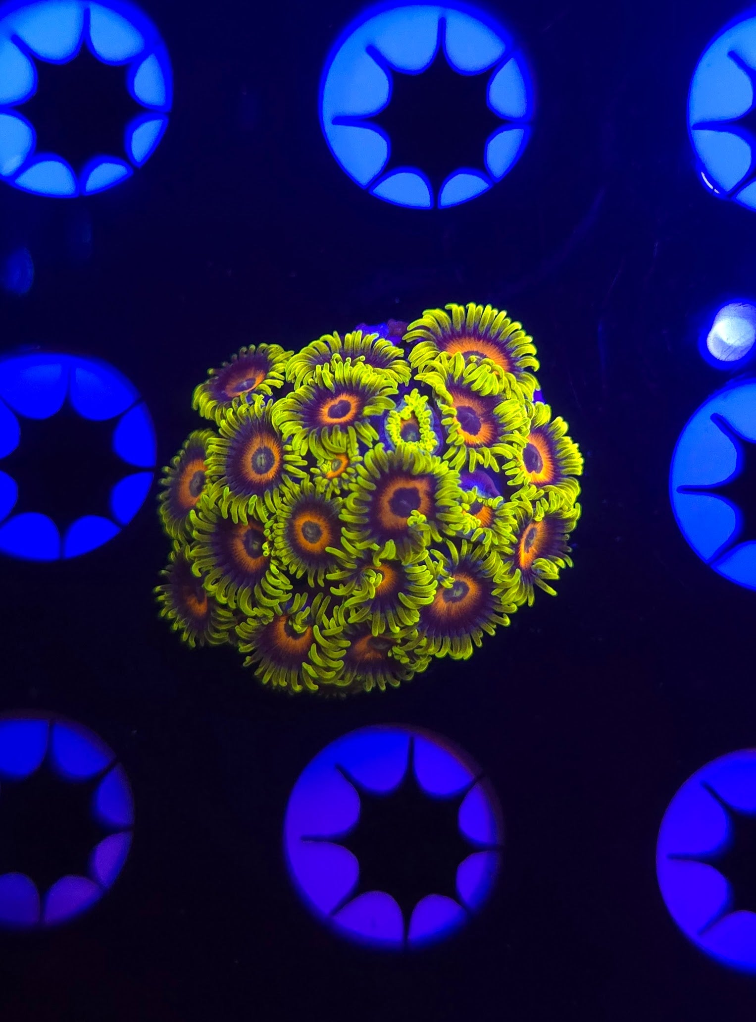 Lazy Lashes Colony Zoa Frag WYSIWYG