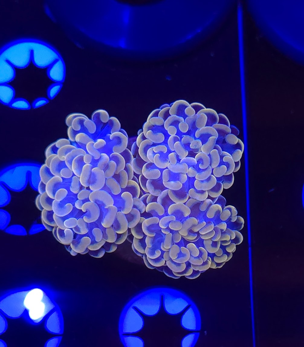 Orange Hammer Frag 3 Heads WYSIWYG