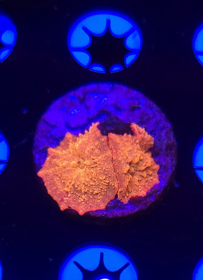 Jawbreaker Mushroom WYSIWYG (3 mushrooms)