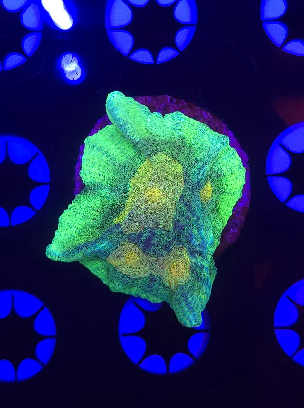 Space Invader Pectinia Frag WYSIWYG 5B