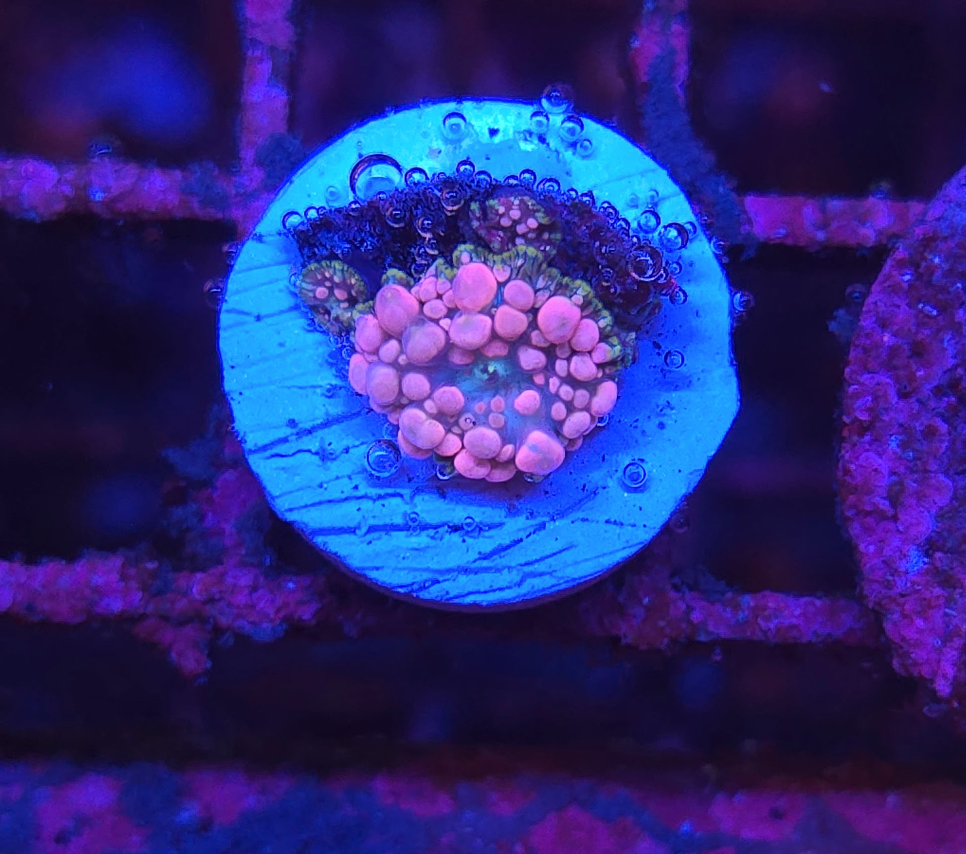Neptune Bounce Mushroom WYSIWYG