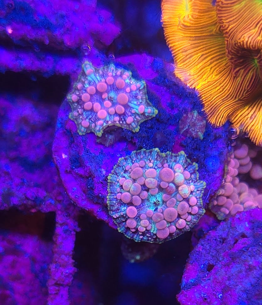 Neptune Bounce Mushrooms WYSIWYG