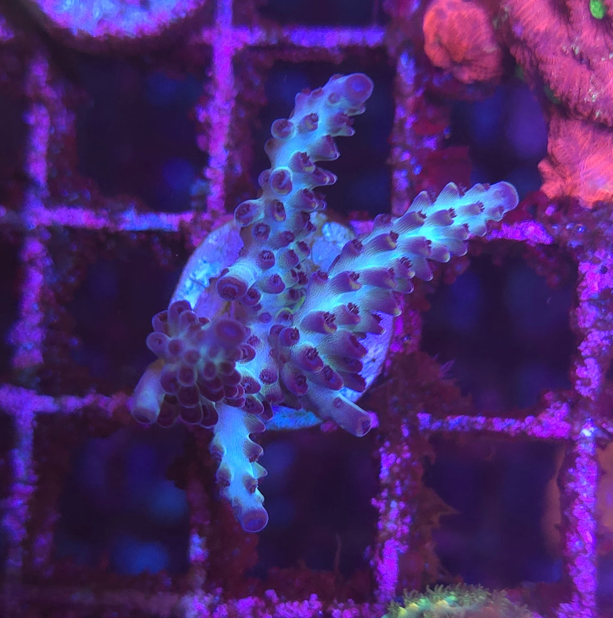ORA Pearlberry Acropora WYSIWYG