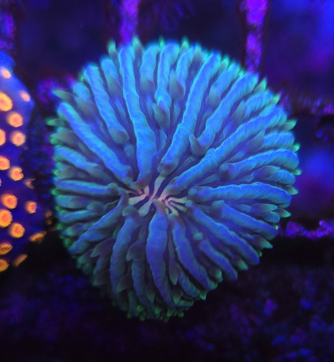 BCR Green Fungia Plate Coral WYSIWYG