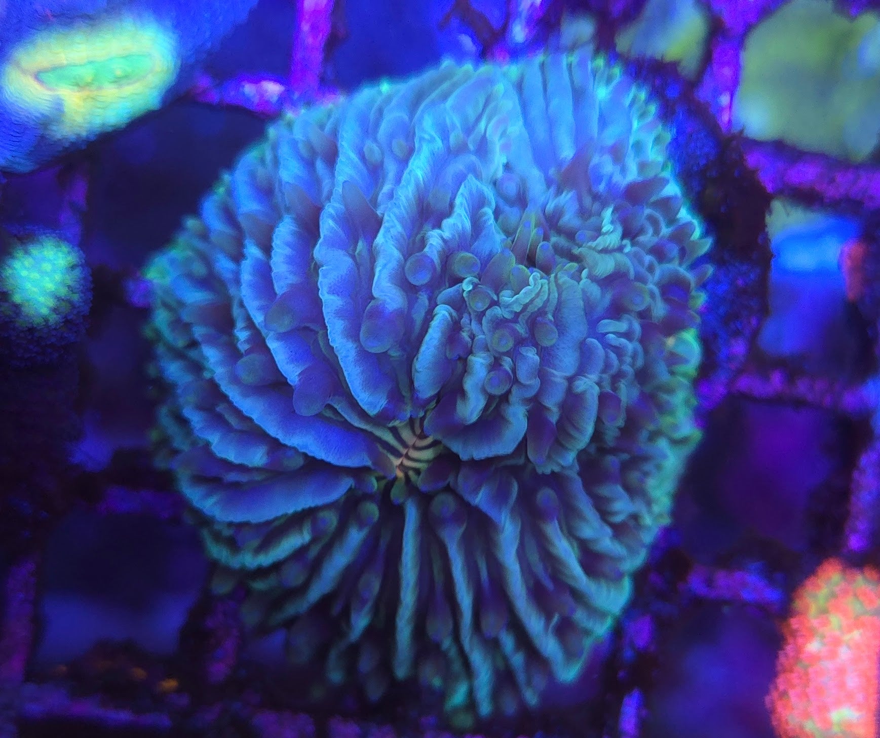 BCR Green Fungia Plate Coral WYSIWYG 2B