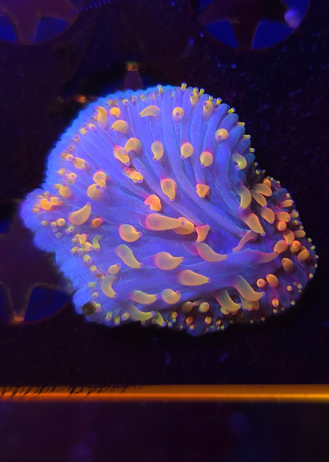 BCR Rainbow Diaseris Plate Coral WYSIWYG