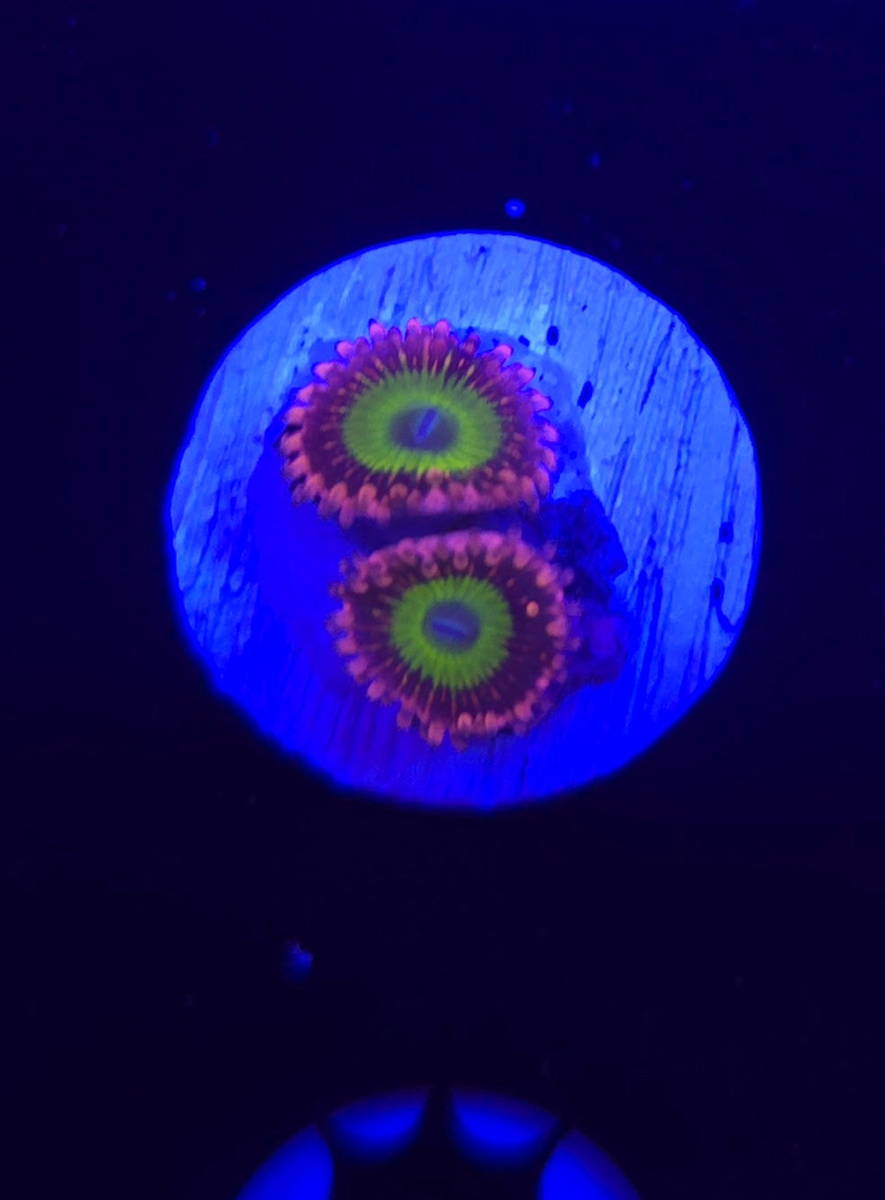 CB Omega Zoa Frag WYSIWYG
