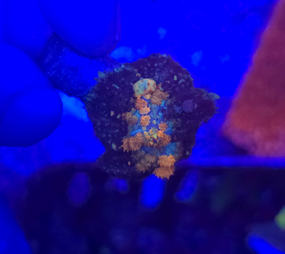 WYSIWYG Powerball Bounce Mushroom