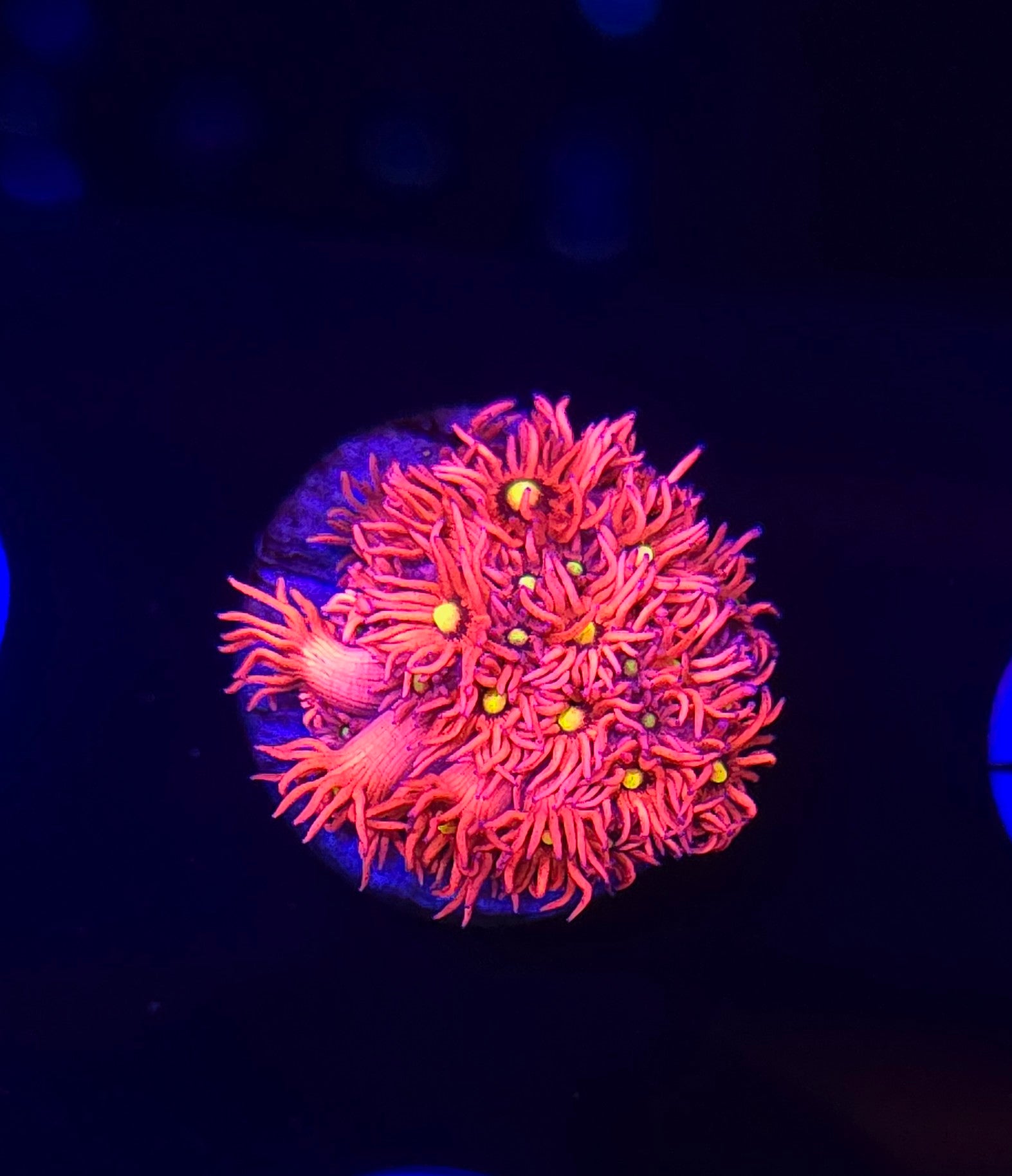 BCR Pink Peoni Goni Frag WYSIWYG