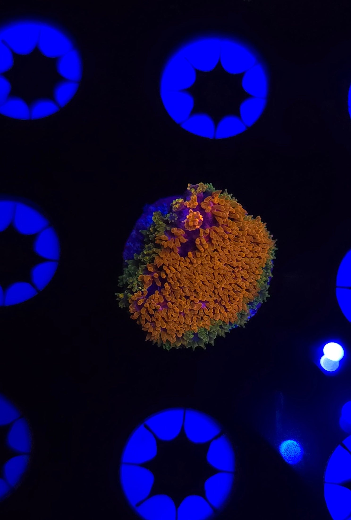 TSA Laffy Taffy Goni Frag WYSIWYG