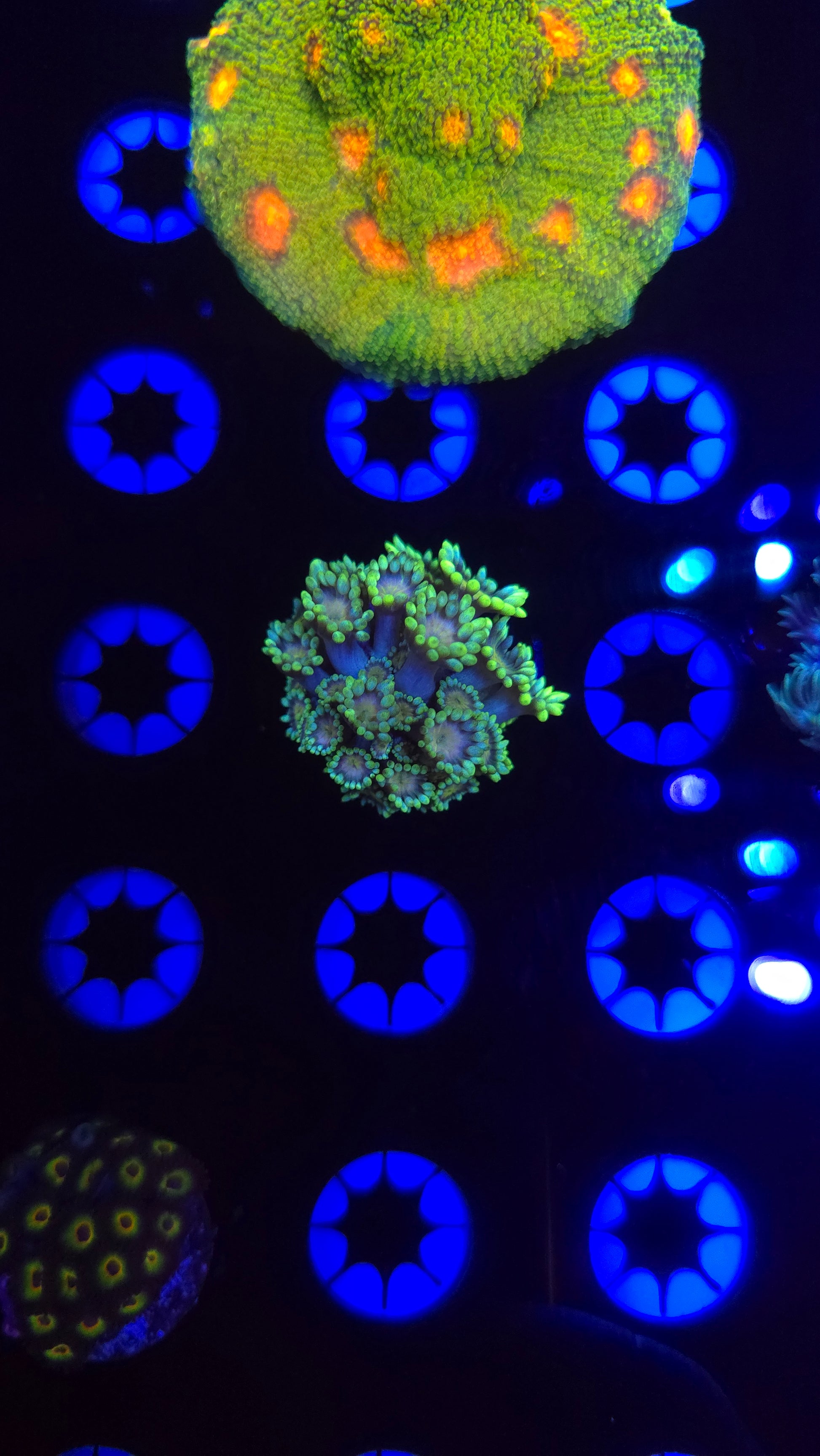 BCR Mellow Yellow Goni Frag WYSIWYG