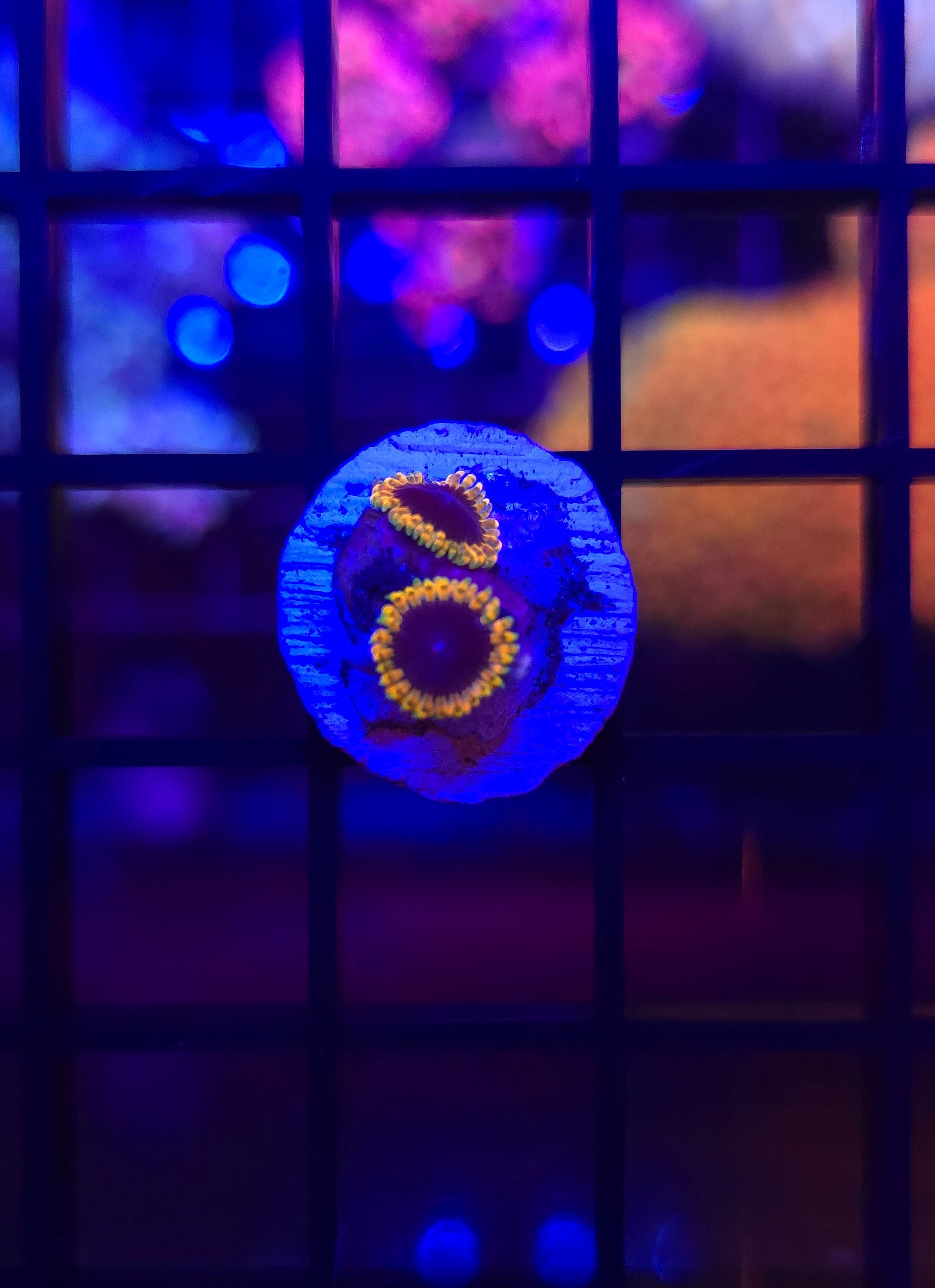 TSA Time Warp Zoa Frag WYSIWYG