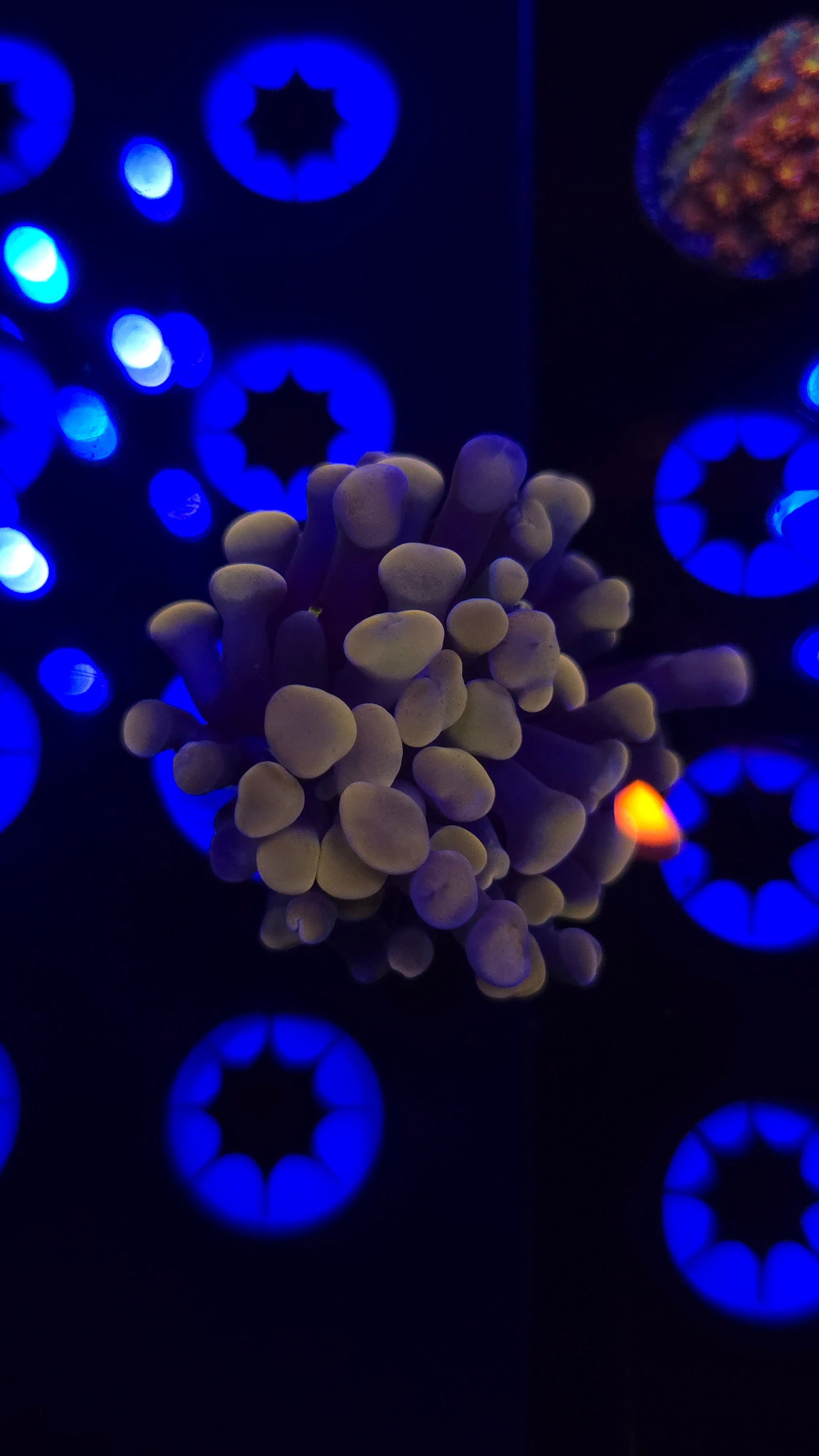 Orange Frammer Frag RA WYSIWYG