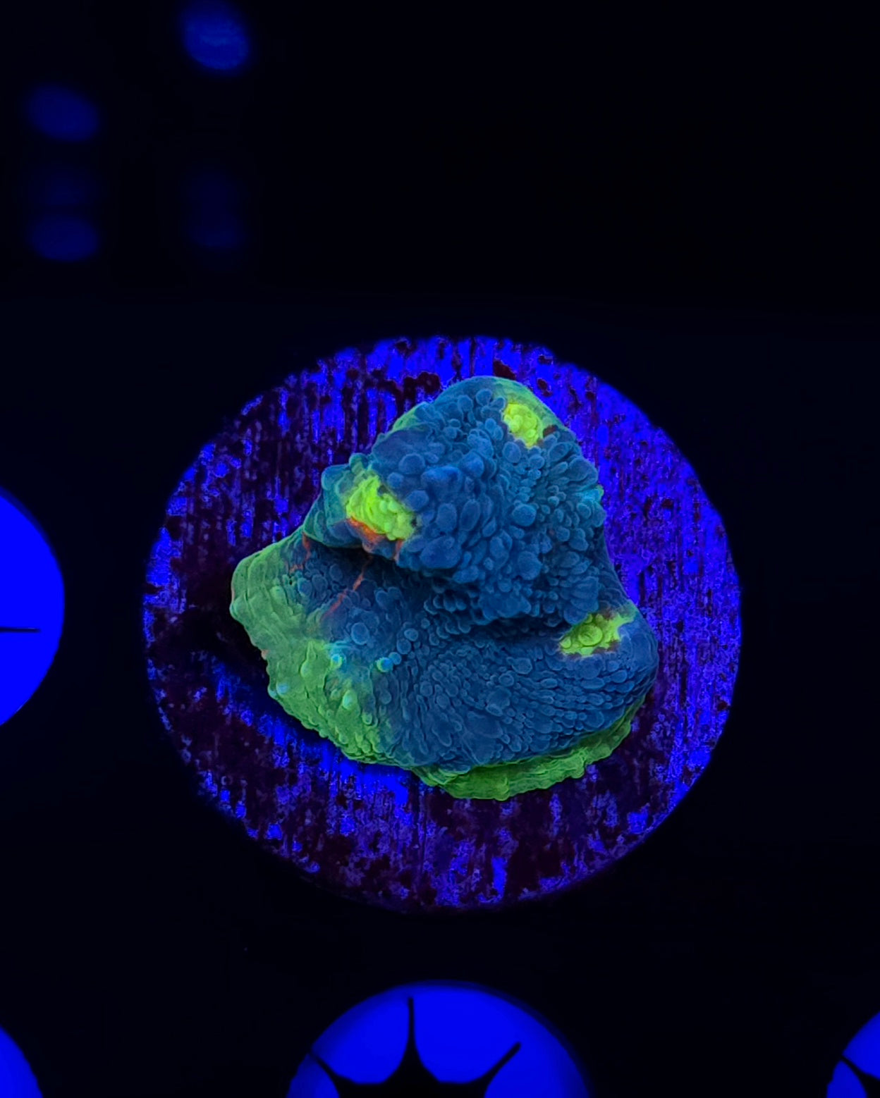 Jelly Bean Chalice Frag WYSIWYG