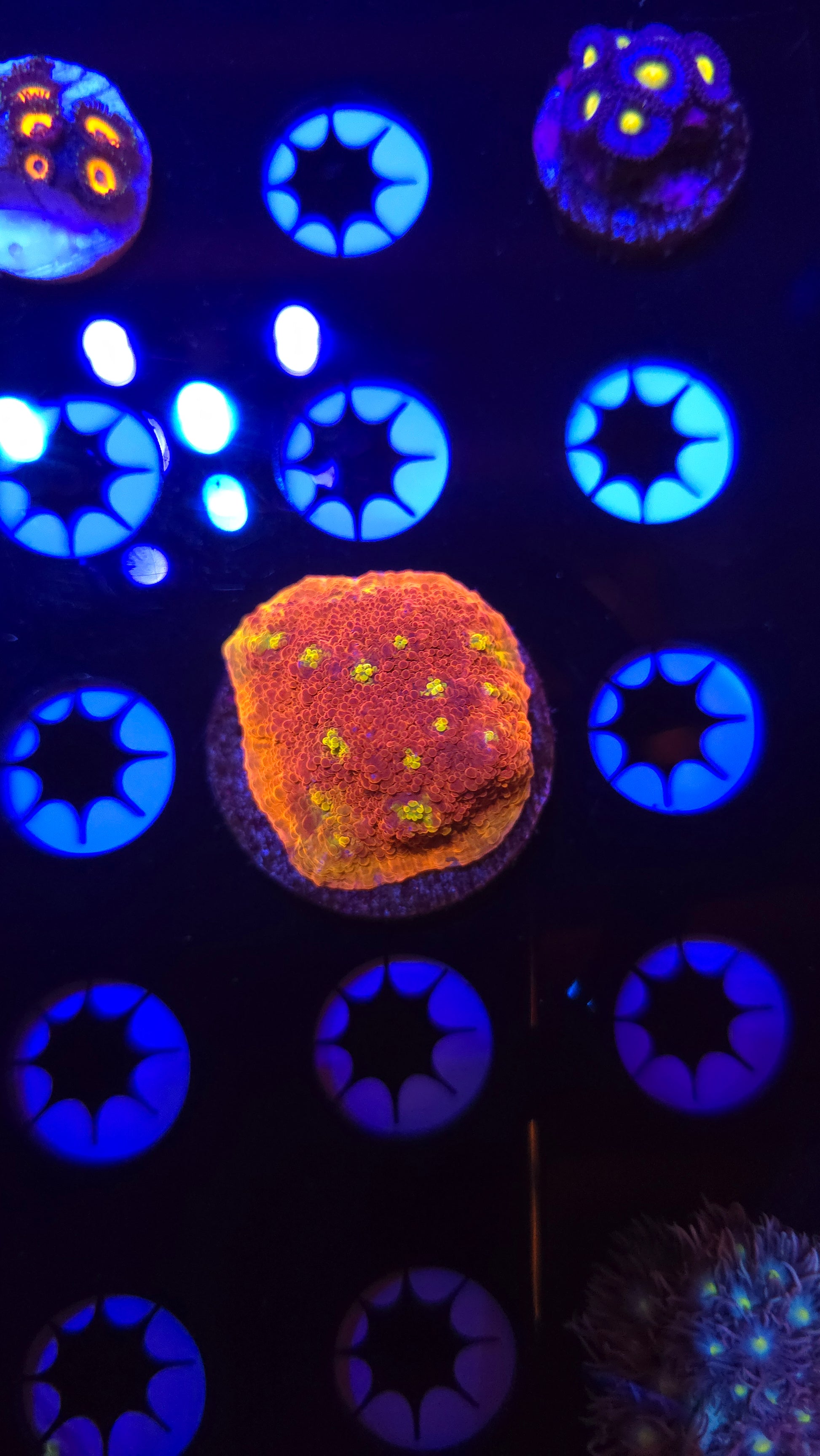 BCR Fireball Chalice Frag WYSIWYG