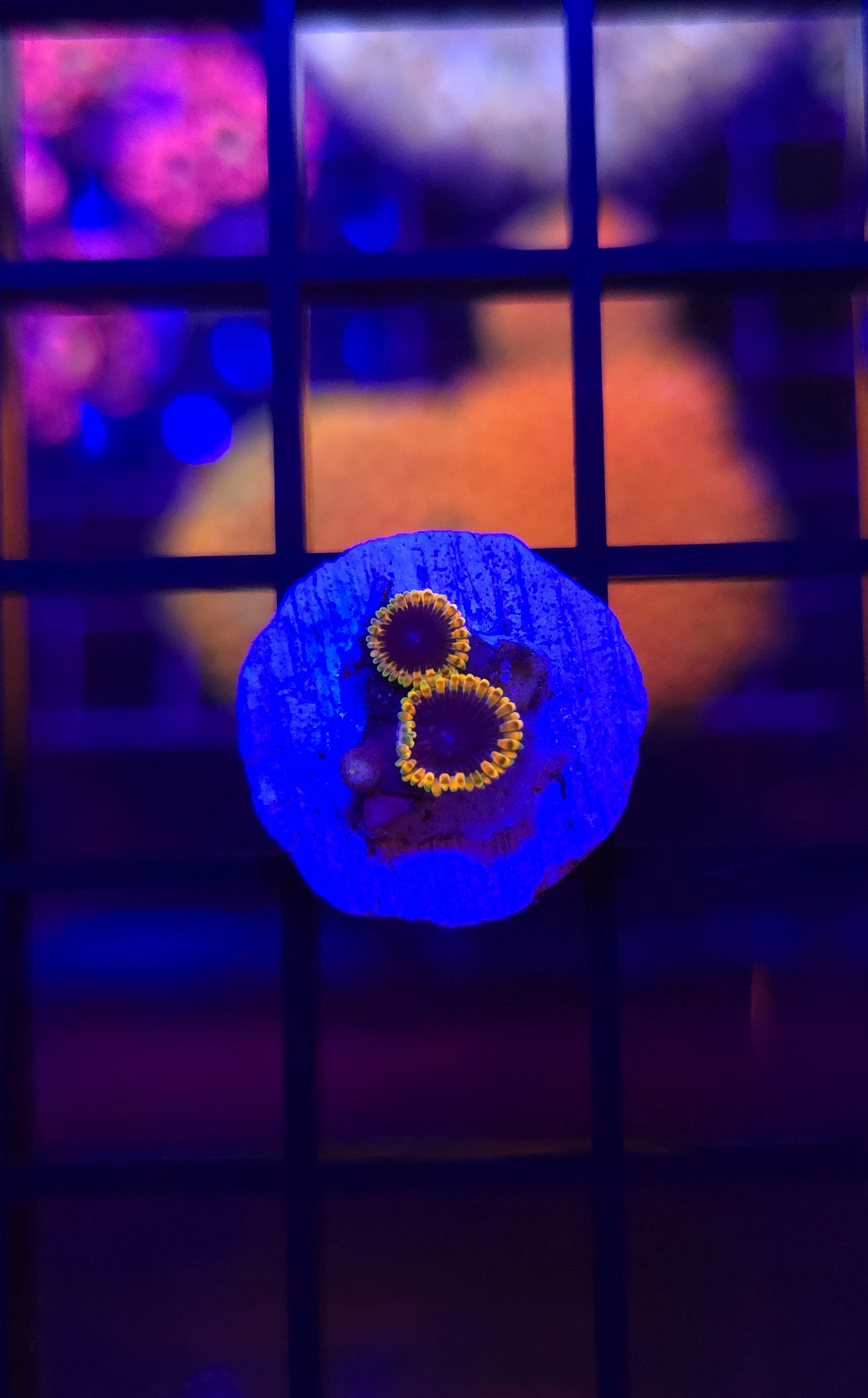 TSA Time Warp Zoa Frag WYSIWYG 4F