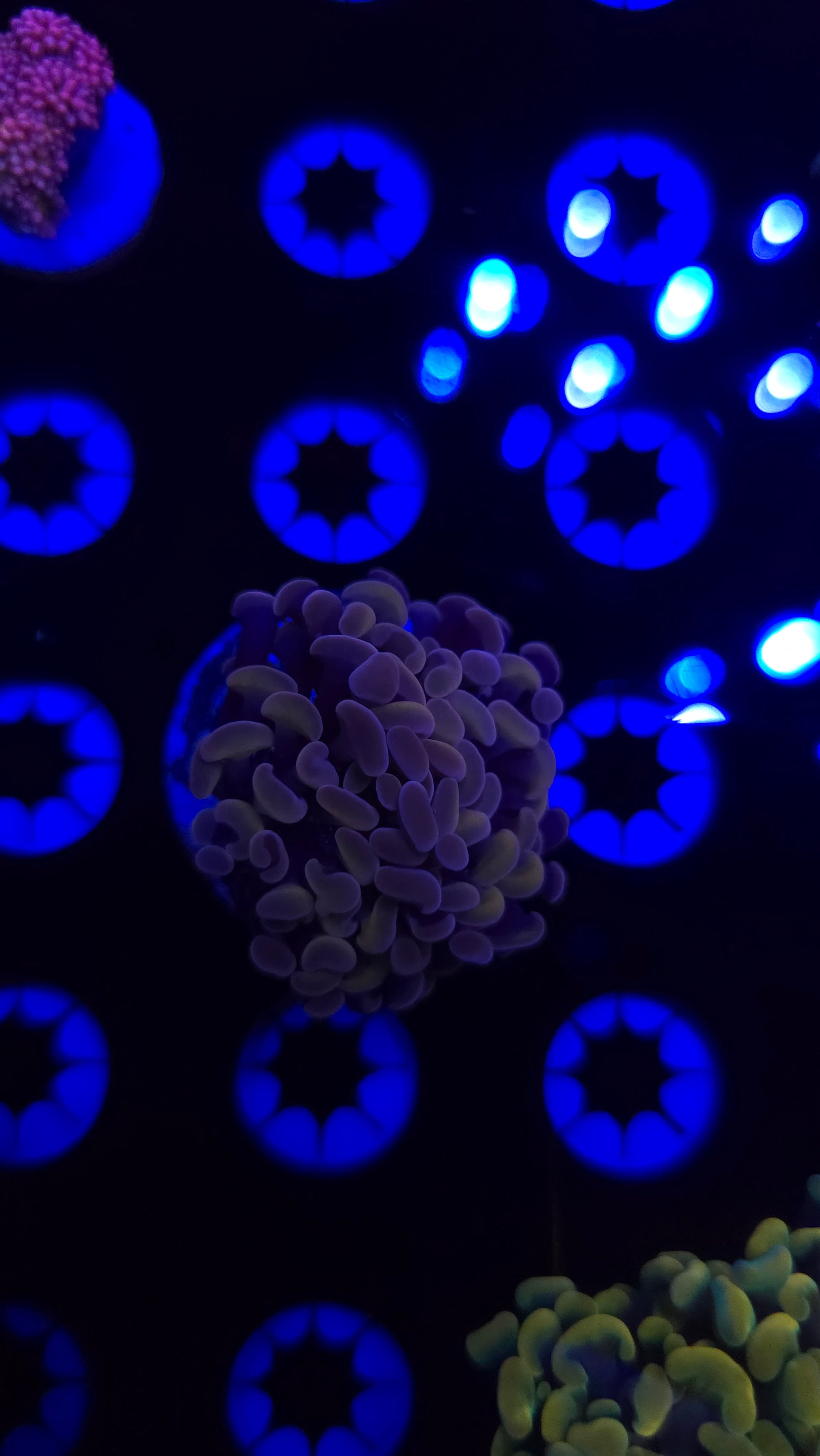 BCR Peach Hammer Frag WYSIWYG