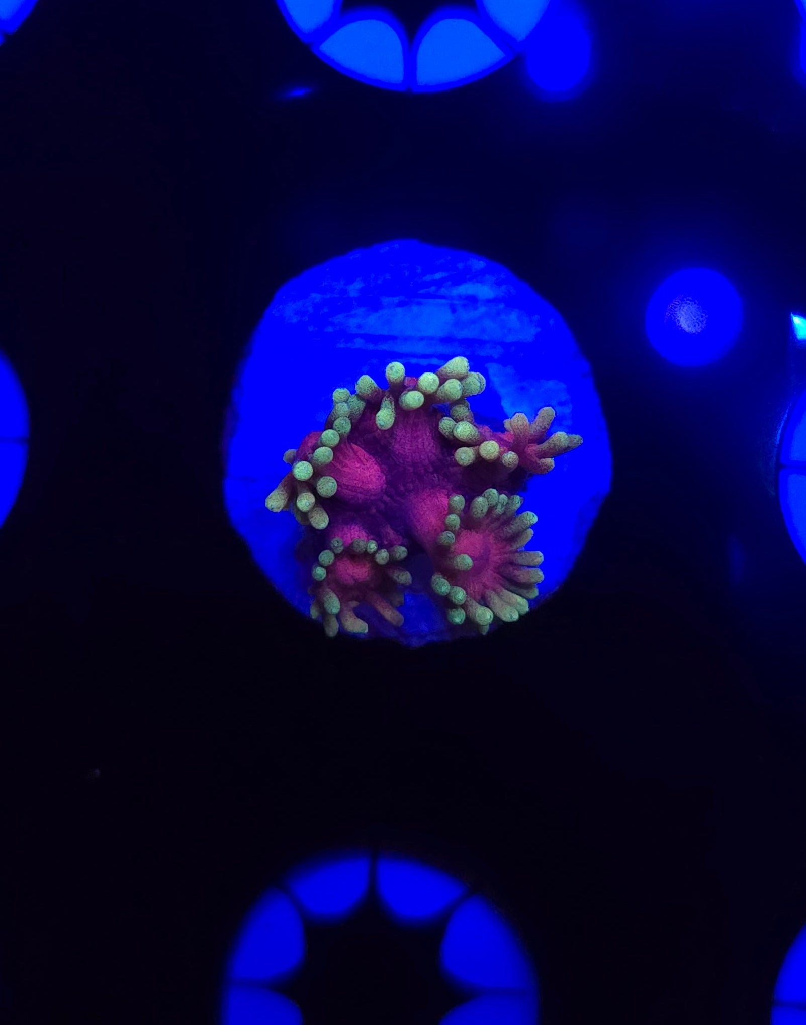 BCR Hollywood Nights Goniopora Frag WYSIWYG