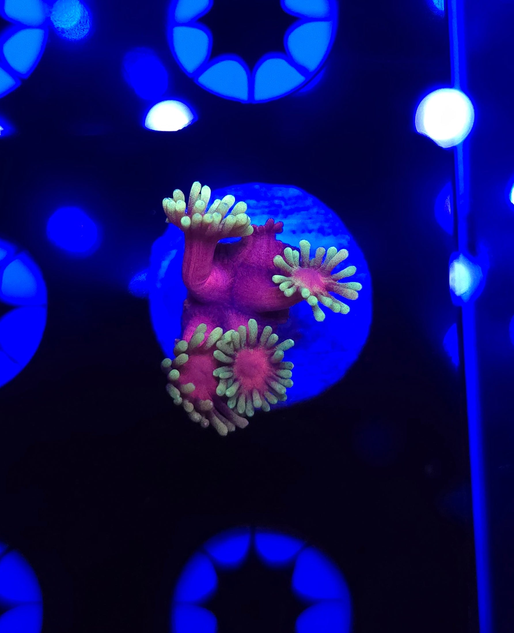 BCR Hollywood Nights Goniopora Frag WYSIWYG