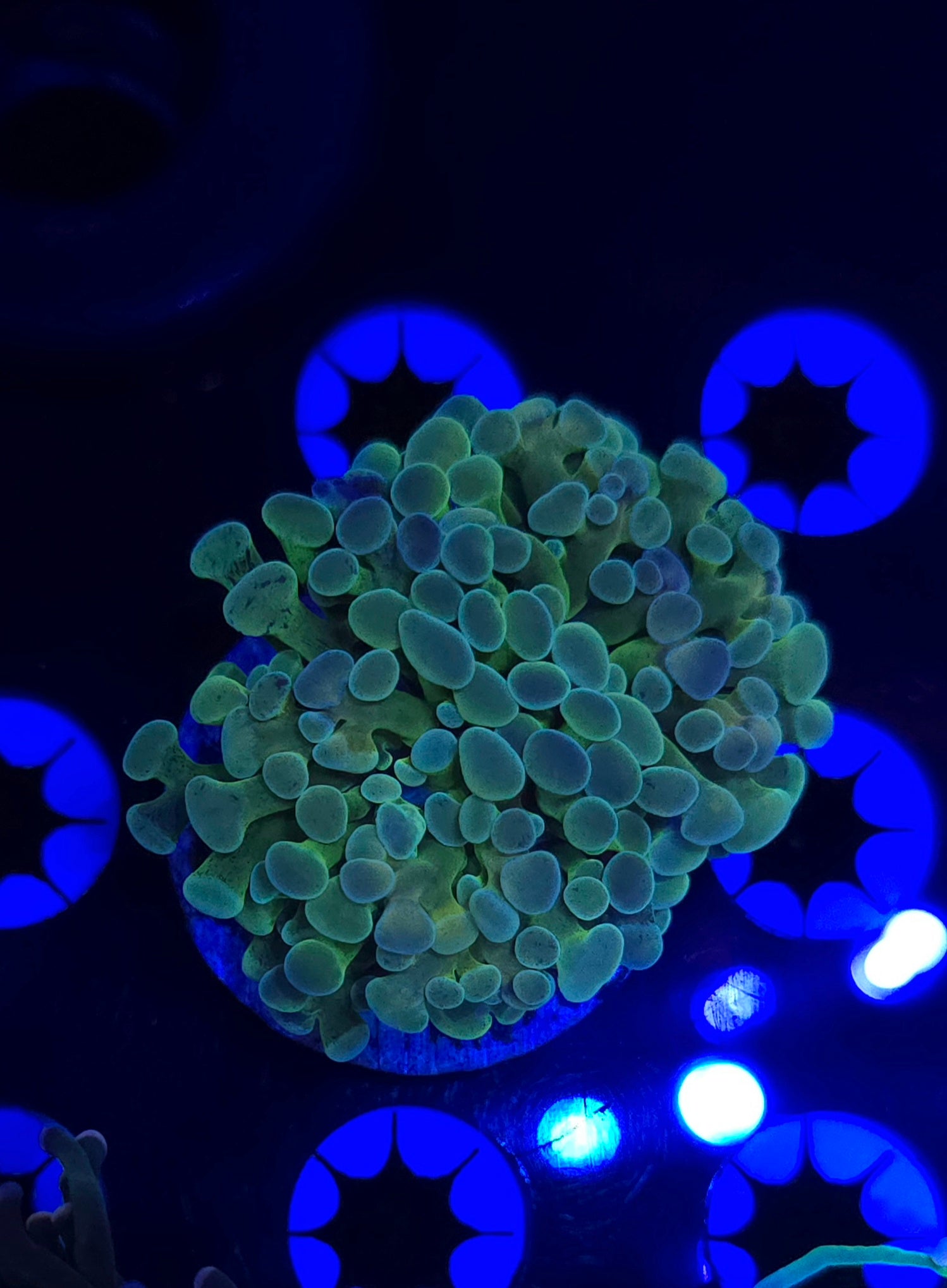 BCR Purple Sunrise Hammer Frag WYSIWYG