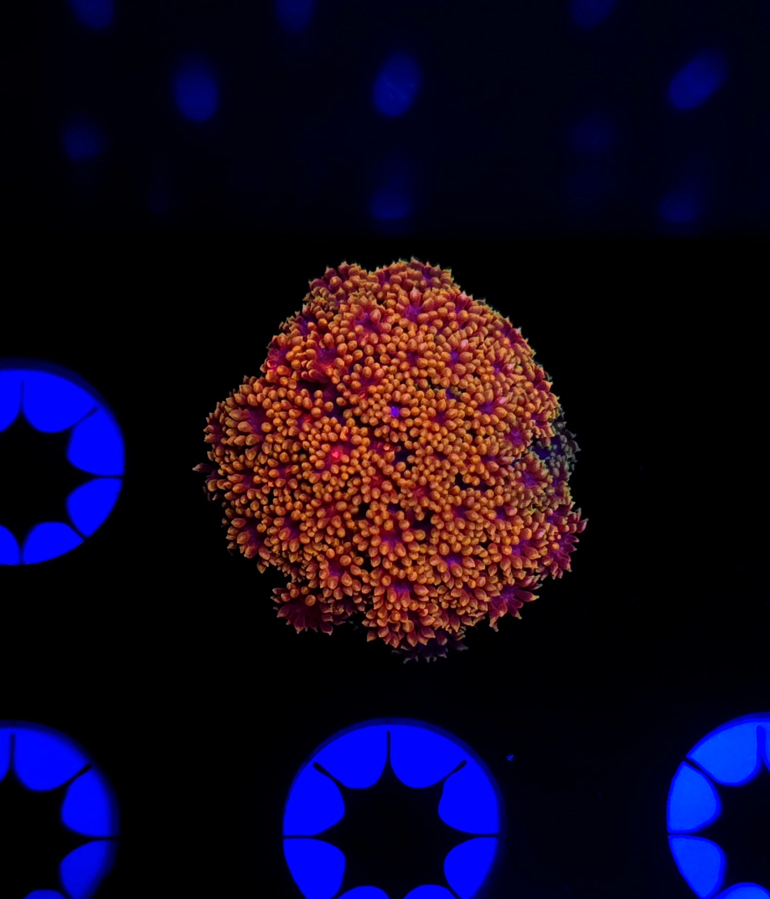 Gonzos XXX Goni Frag WYSIWYG