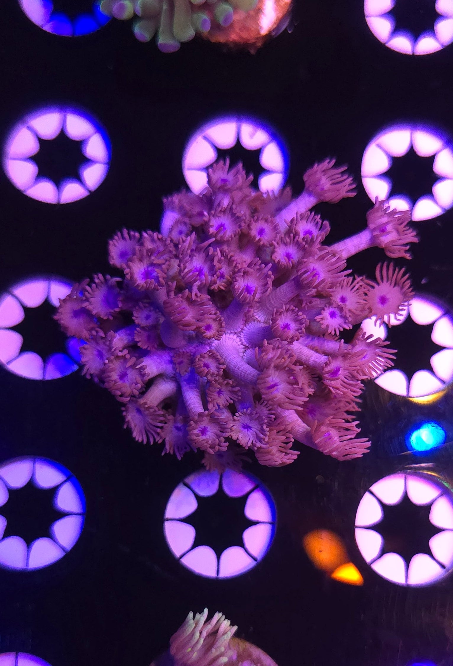 BCR Dark Knight Goni Frag WYSIWYG