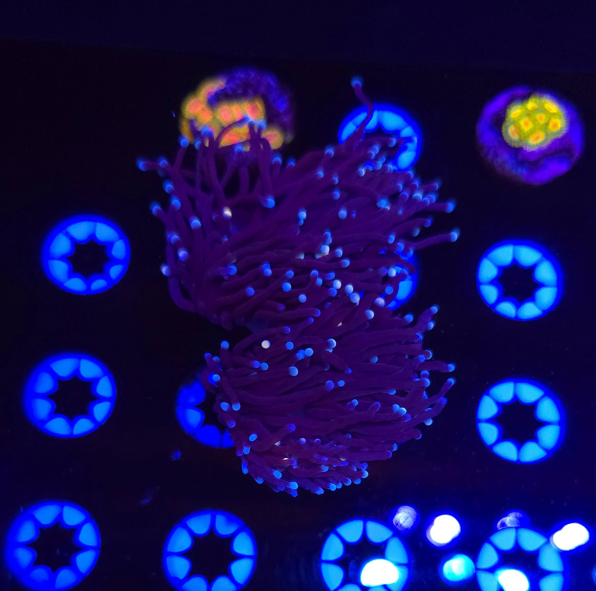 Bi Color Purple Torch Frag WYSIWYG