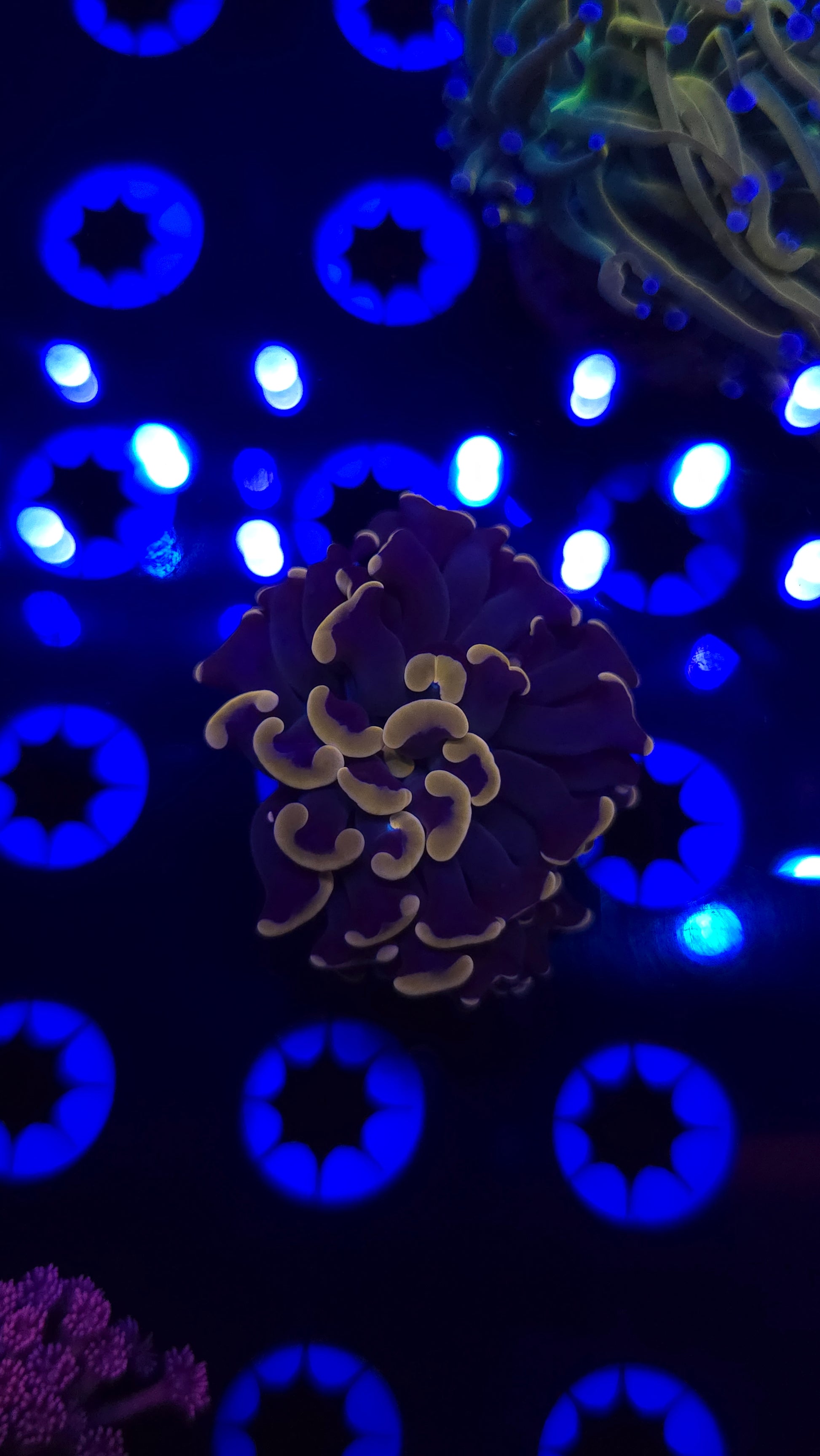 Orange Hammer Frag RA WYSIWYG